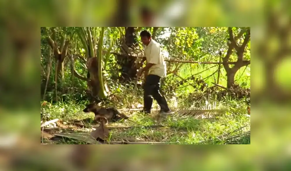 YouTube viral: graban a anaconda a punto de comerse un perro, pero dos 'ángeles' lo rescatan [VIDEO]