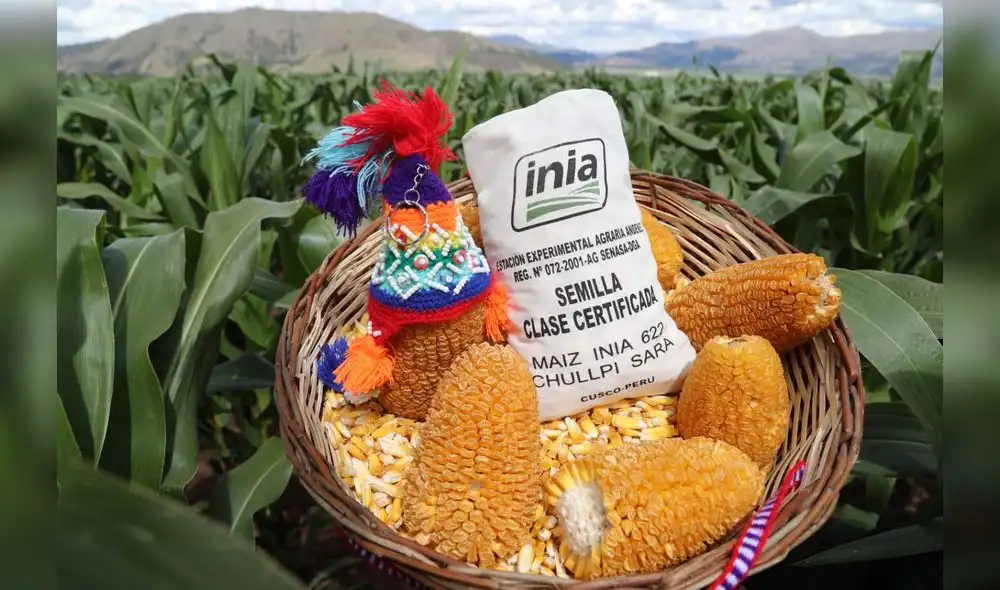 Nueva variedad de maíz