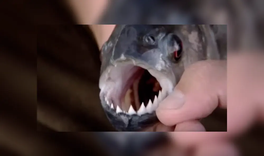 Pescador ingresa a peligrosa playa de Brasil para atrapar a peligrosa criatura marina que atacó a bañistas. Pescador ingresa a peligrosa playa de Brasil para atrapar a peligrosa criatura marina que atacó a bañistas.