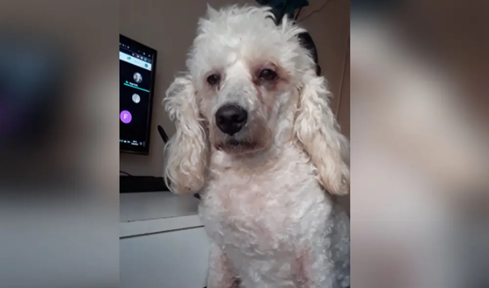 Desliza las imágenes para ver más sobre Bonzo, el perrito que ha cautivado las redes sociales por su tierno comportamiento. Foto: Twitter Desliza las imágenes para ver más sobre Bonzo, el perrito que ha cautivado las redes sociales por su tierno comportamiento. Foto: Twitter