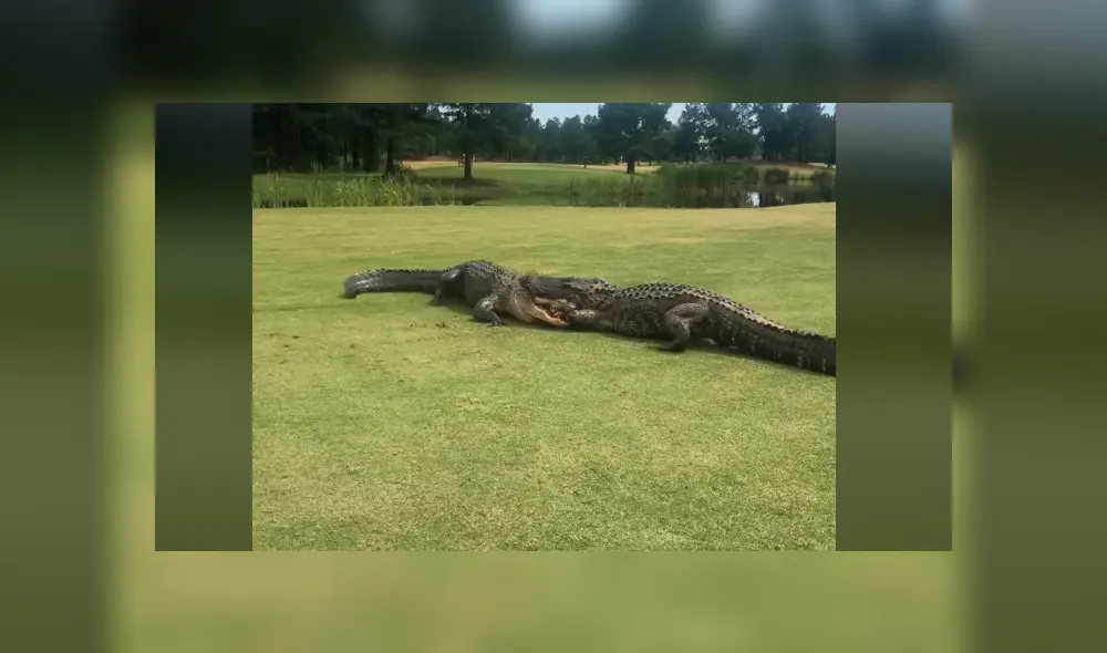 Desliza la imagen compartida en Facebook para ver todas las fotos.