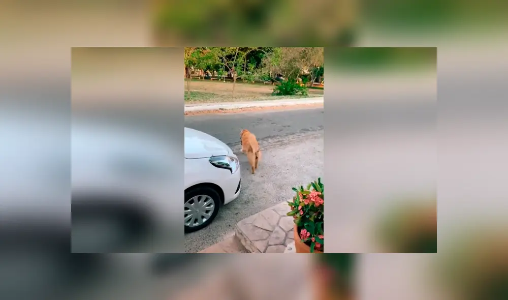 Desliza las imágenes hacia la izquierda para apreciar el comportamiento de un perro para intentar salir a la calle.