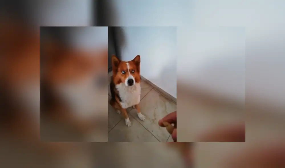 Desliza las imágenes para observar el buen comportamiento de un perro al obedecer las indicaciones de su dueño. Desliza las imágenes para observar el buen comportamiento de un perro al obedecer las indicaciones de su dueño.