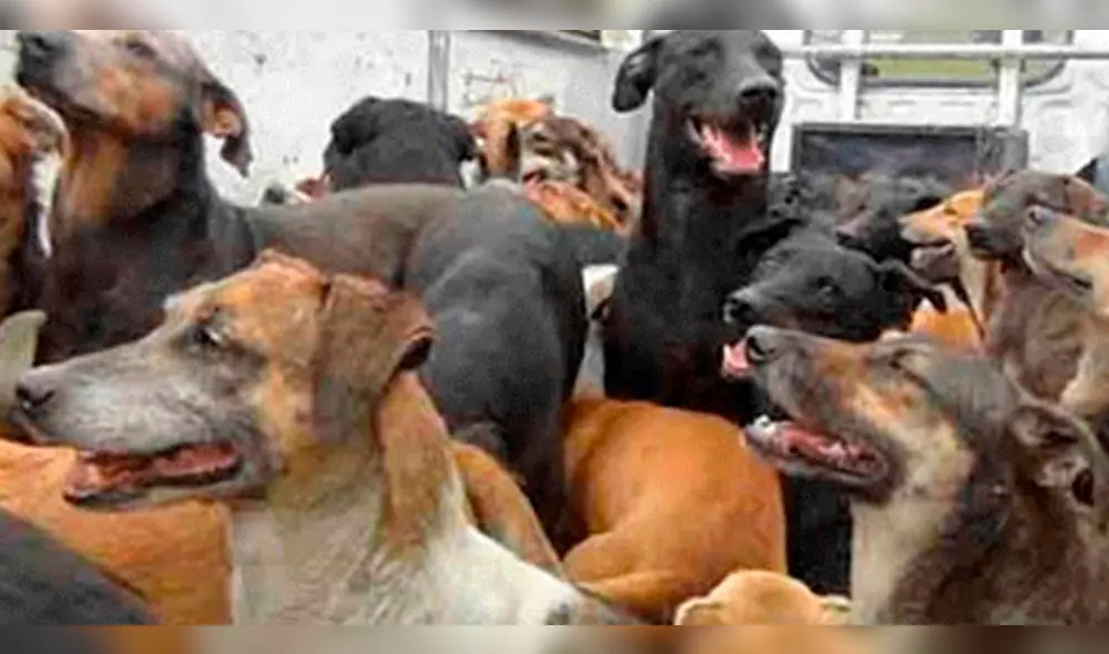 Detectan un nuevo caso de rabia canina en Arequipa 