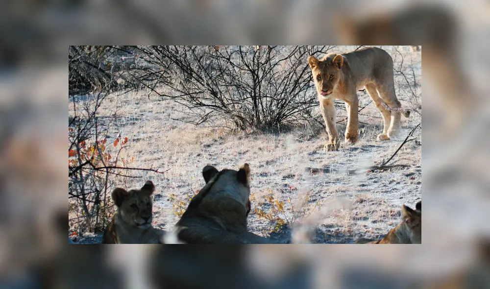 Guía de safari se pierde y termina en medio de una manada de hambrientos leones [VIDEO]