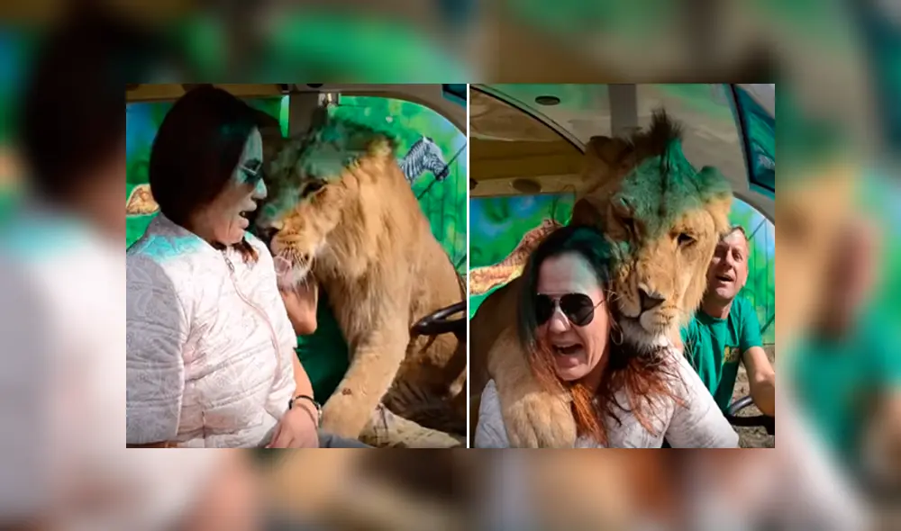 Desliza hacia la izquierda para ver la inesperada bienvenida que le dio un enorme león a una turistas que hacía safari. El video es viral en YouTube. Desliza hacia la izquierda para ver la inesperada bienvenida que le dio un enorme león a una turistas que hacía safari. El video es viral en YouTube.