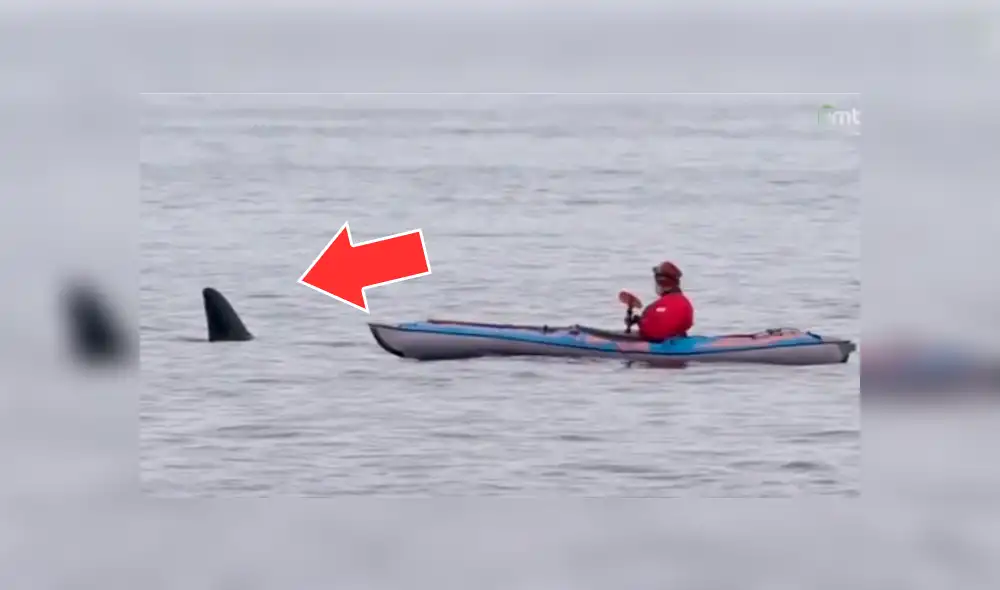 Facebook: anciano pensó que sería devorado por enorme tiburón, pero se topó con otra criatura [VIDEO]