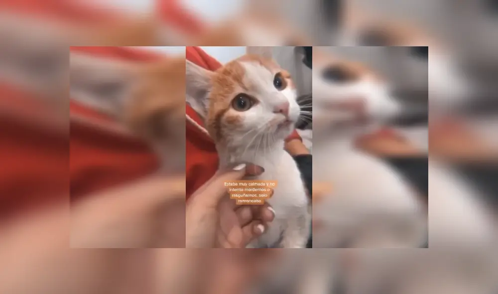 Desliza las imágenes para conocer la emotiva historia de una gata que sobrevivió tras caer a un tanque de agua. Fotocaptura: Facebook.