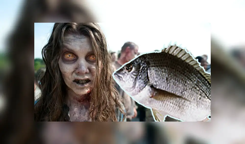 YouTube viral: descubren aterrador pez zombie y usuarios creen que llega de ‘The Walking Dead’ [VIDEO]