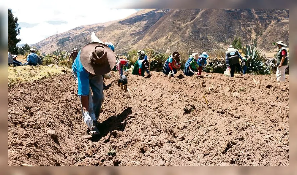 Agricultores hacen sembríos Agricultores hacen sembríos