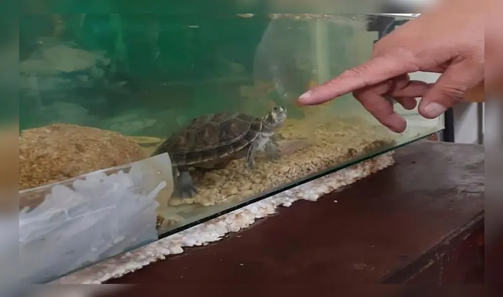 Arequipa. Pequeña tortuga fue rescatada.