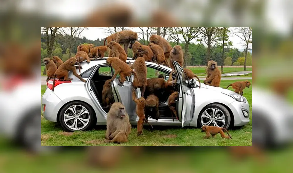 Las autoridades del parque creen que las historias de los babuinos armados es parte de un mito. (Foto: Sunday Times)