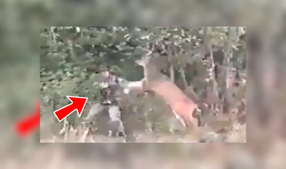 Facebook viral: graban a venado dando paliza a cazador que intentó matarlo [VIDEO]