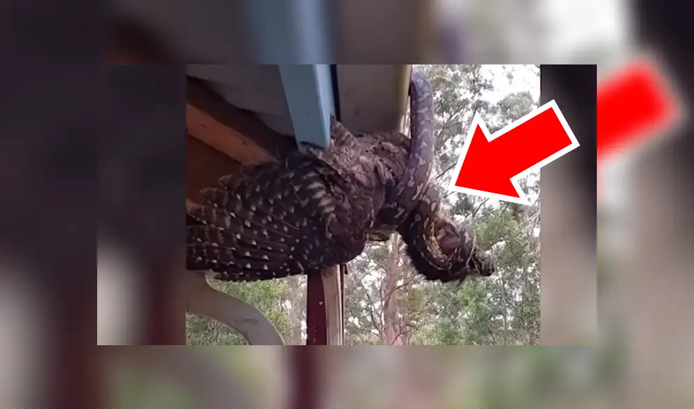 YouTube viral: enorme ave descansaba en tejado, sin imaginar que serpiente hambrienta la devoraría 