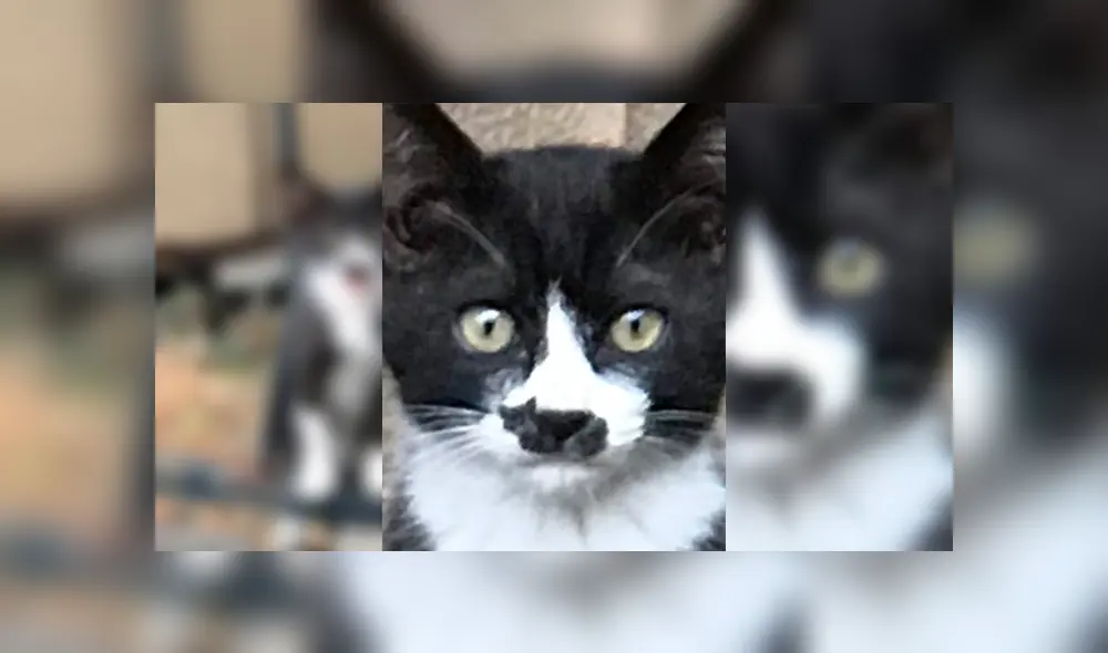 Desliza para ver los detalles del video viral publicado en Facebook. Foto: Captura.