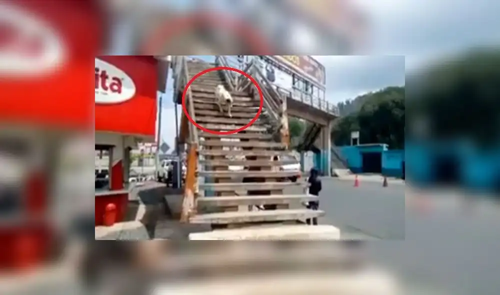 Twitter: perro causa asombro en las redes al usar puente peatonal para cruzar la calle Twitter: perro causa asombro en las redes al usar puente peatonal para cruzar la calle