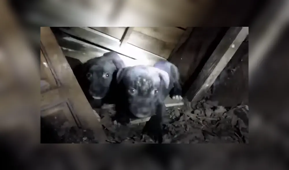 Unos rescatistas salvaron la vida de un grupo de cachorros que estaban atrapados en una casa abandonada. Foto: YouTube Unos rescatistas salvaron la vida de un grupo de cachorros que estaban atrapados en una casa abandonada. Foto: YouTube