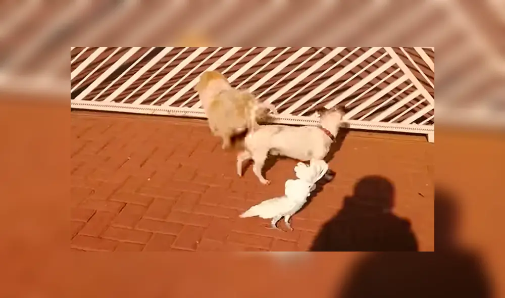 Un ave fue captada comportándose como si fuera un perro, lo cual ha causado el asombro de miles. Un ave fue captada comportándose como si fuera un perro, lo cual ha causado el asombro de miles.