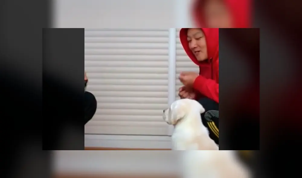 Desliza la imagen compartida para verlas todas. Foto: lingz.pets/TikTok Desliza la imagen compartida para verlas todas. Foto: lingz.pets/TikTok