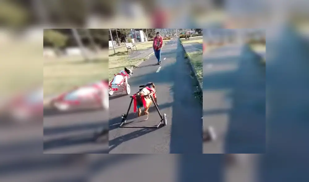 Video es viral en Facebook. Dueña de los canes los sacó de paseo y no dudó en grabar la conmovedora escena para compartirla en redes sociales
