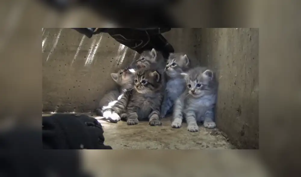 Un grupo de rescatistas se encargaron de poner a salvo a unos pequeños gatos abandonados. Foto: Facebook