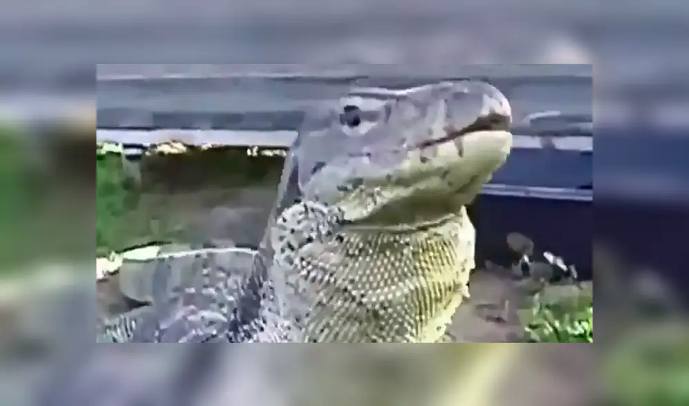 YouTube viral: dragón de komodo devora a un indefenso pollito ante la mirada de su dueño