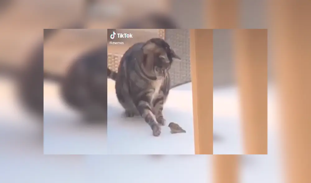 Desliza las imágenes hacia la izquierda para observar el incidente que protagonizó un gato junto a una pequeña ave. Desliza las imágenes hacia la izquierda para observar el incidente que protagonizó un gato junto a una pequeña ave.