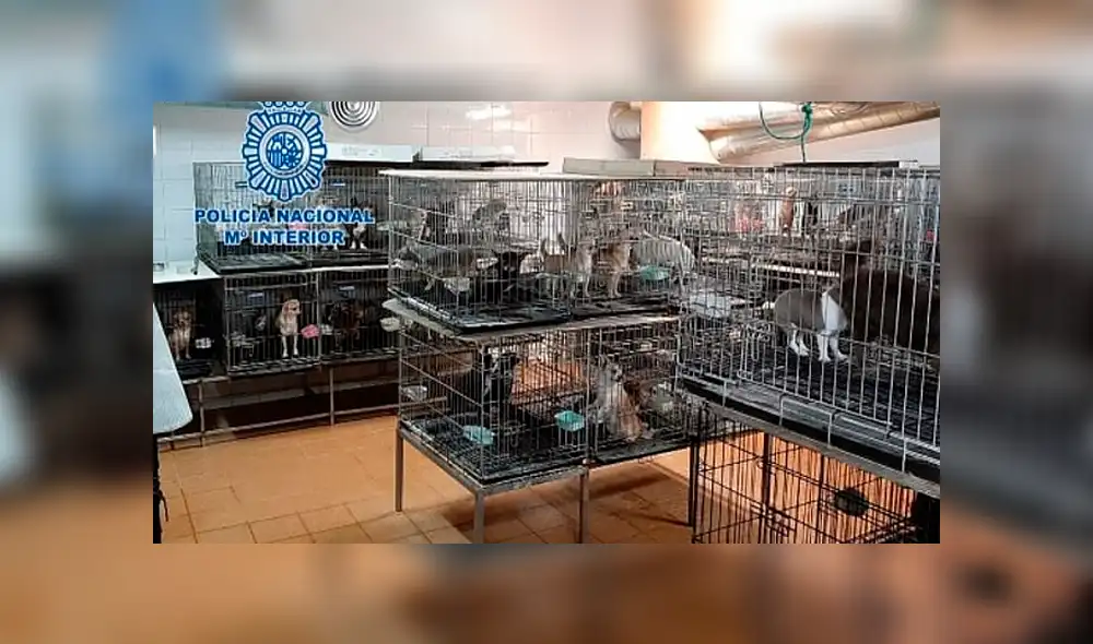 Rescatan a 270 perros de criadero ilegal donde les cortaban las cuerdas vocales [VIDEO]