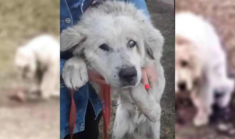 Las imágenes de Athena han conmocionado a miles de usuarios. Foto: YouTube/Captura/Paws 4 Hope