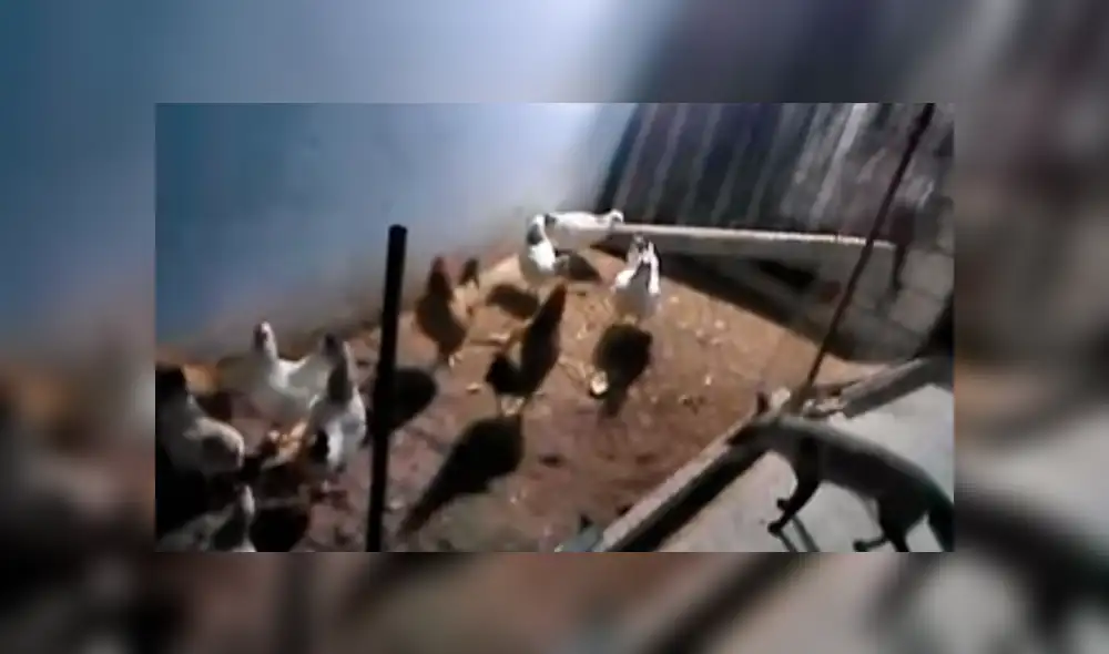 YouTube viral: zorro entra a gallinero para cazar a su 'presa', pero aves lo 'picotean' [VIDEO]