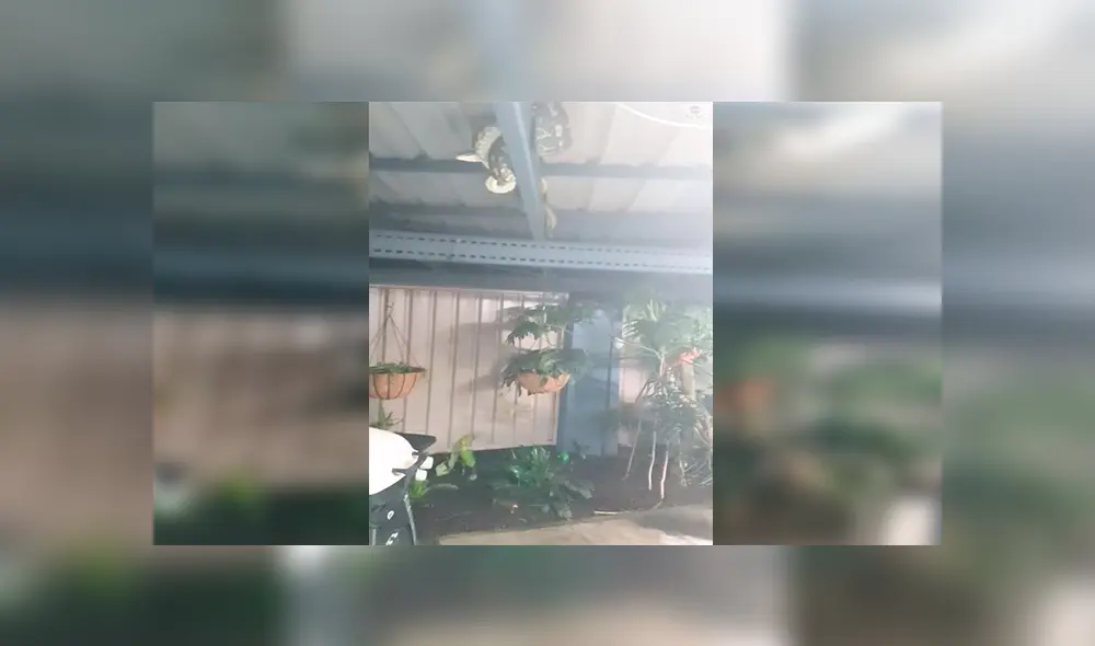 En Facebook, una mujer quedó espantada al encontrar tres enormes pitones en el techo de su patio.