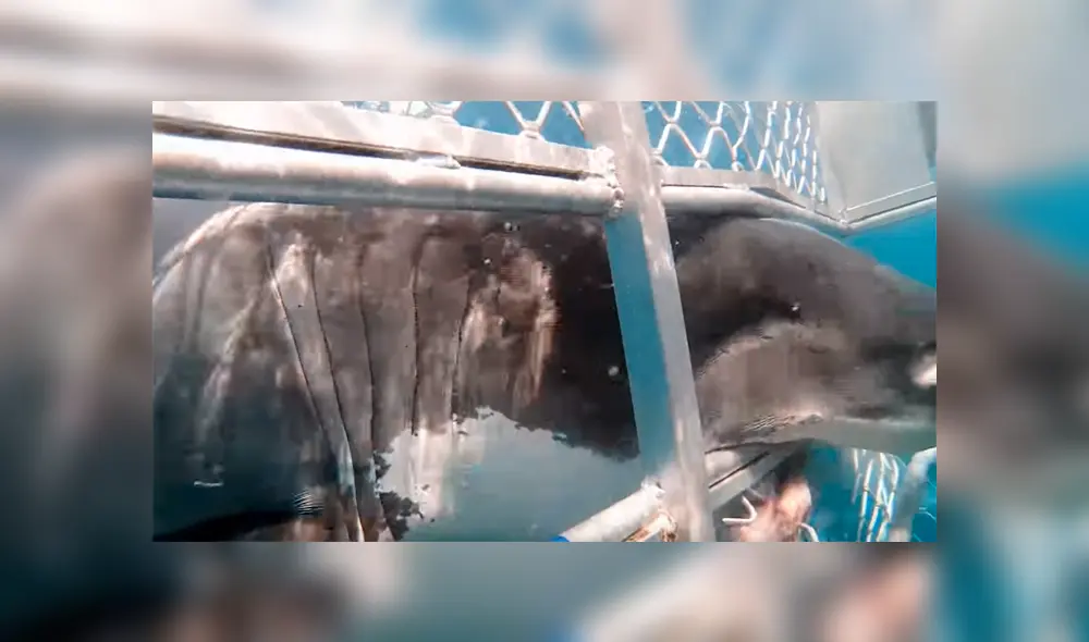 Enorme tiburón genera terror al arremeter contra una jaula con buzos en su interior [VIDEO]