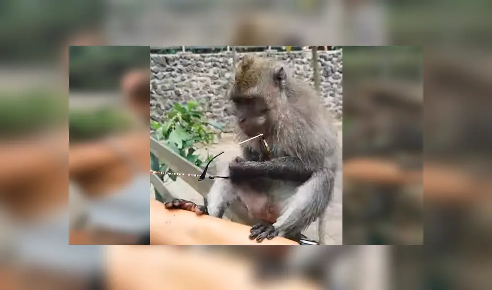 Facebook viral: mono roba los lentes de una chica y hace lo impensado cuando ella intenta recuperarlos [VIDEO]