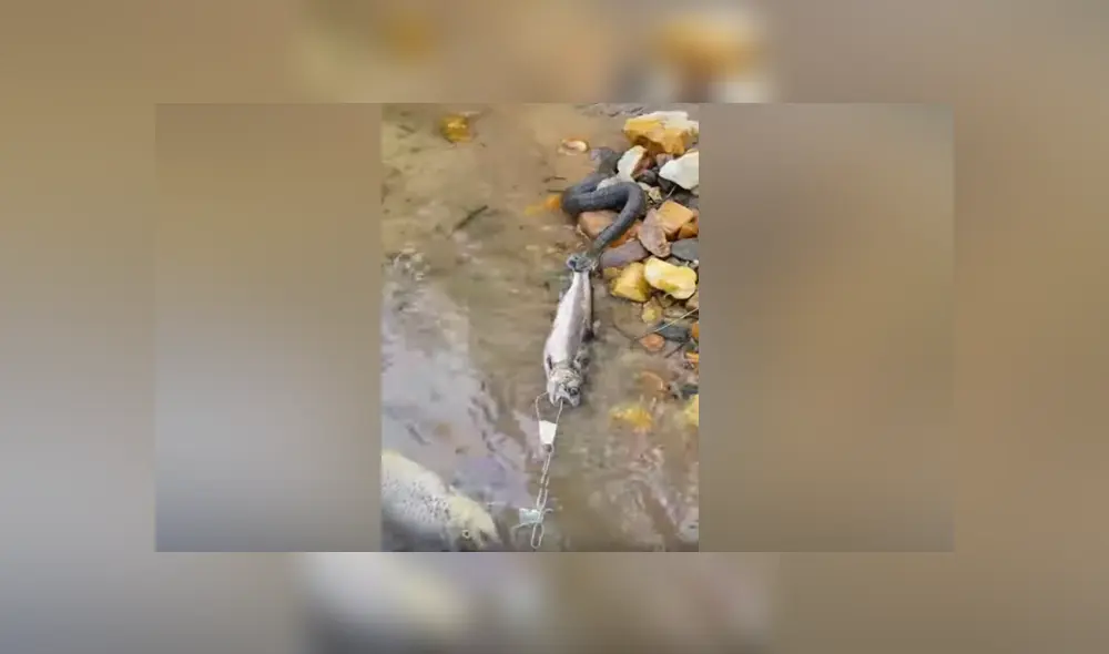 YouTube viral: serpiente pelea con pescador para quedarse con su presa y sucede lo insólito [VIDEO] 