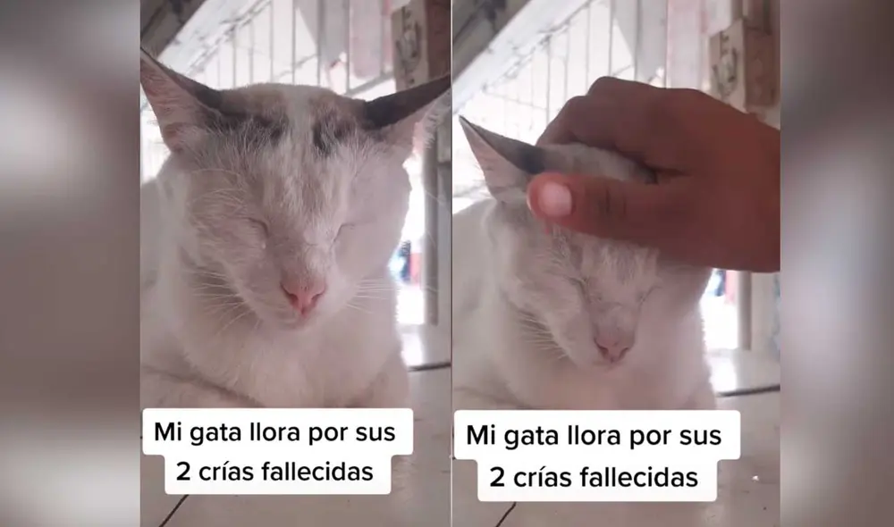 Desliza las imágenes para conocer un poco más de la historia de esta gatita que fue vista llorando por la pérdida de sus crías. Foto: captura de TikTok/BonnieKiraChanel Desliza las imágenes para conocer un poco más de la historia de esta gatita que fue vista llorando por la pérdida de sus crías. Foto: captura de TikTok/BonnieKiraChanel