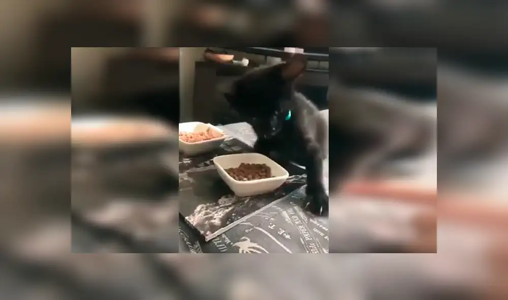 En Facebook, un chico quedó sorprendido con la reacción de su gato cuando este imaginó que le iba arrebatar sus alimentos. En Facebook, un chico quedó sorprendido con la reacción de su gato cuando este imaginó que le iba arrebatar sus alimentos.