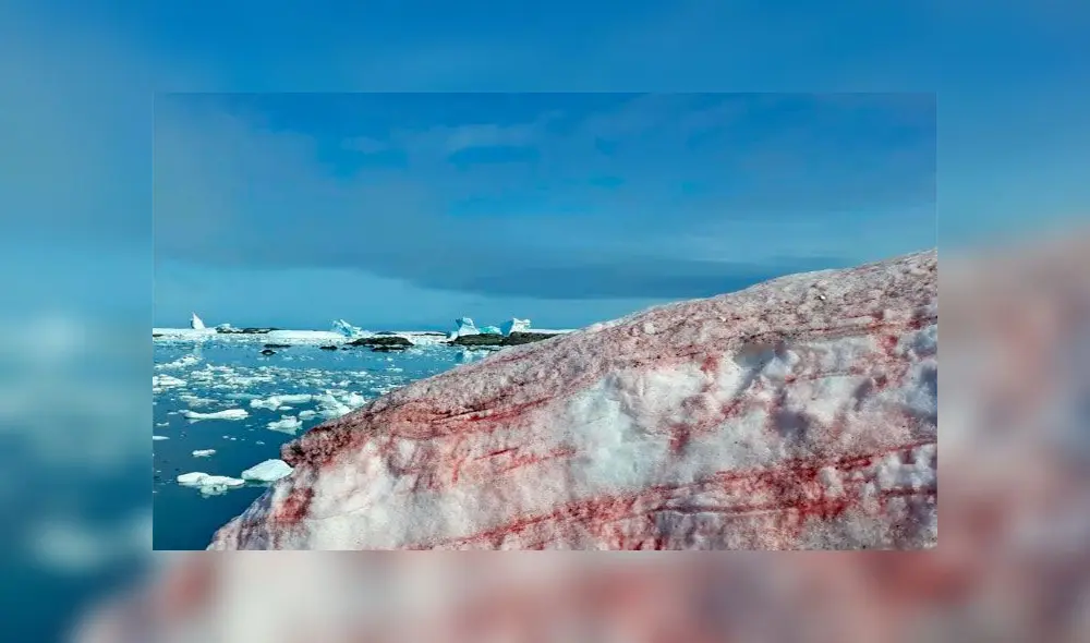 Los especialistas apuntaron que no es un fenómeno nuevo. Foto: Ministerio de Educación y Ciencia de Ucrania
