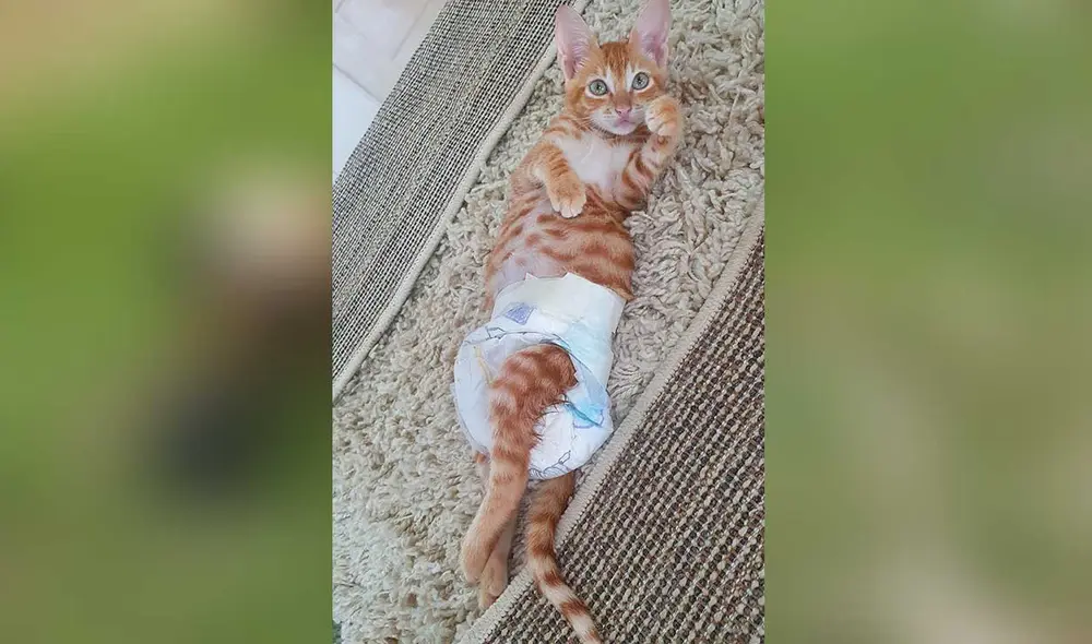 Desliza las imágenes para conocer un poco más de este gatito que se ha vuelto famoso en TikTok y otras redes sociales. Foto: captura de Instagram/ soyelgatoleopoldo Desliza las imágenes para conocer un poco más de este gatito que se ha vuelto famoso en TikTok y otras redes sociales. Foto: captura de Instagram/ soyelgatoleopoldo