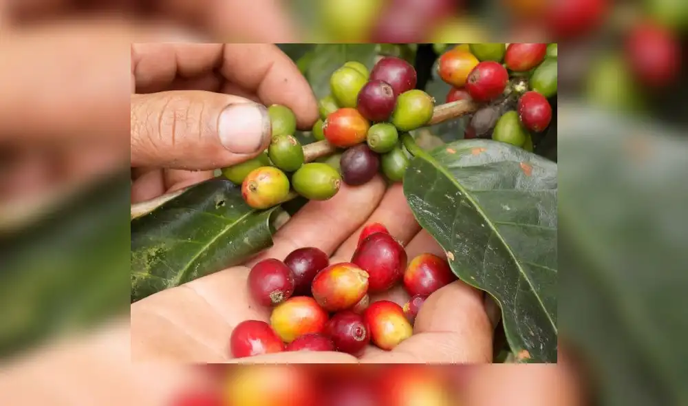 Moyobamba: 900 familias del Alto Mayo se benefician de proyecto de conservación