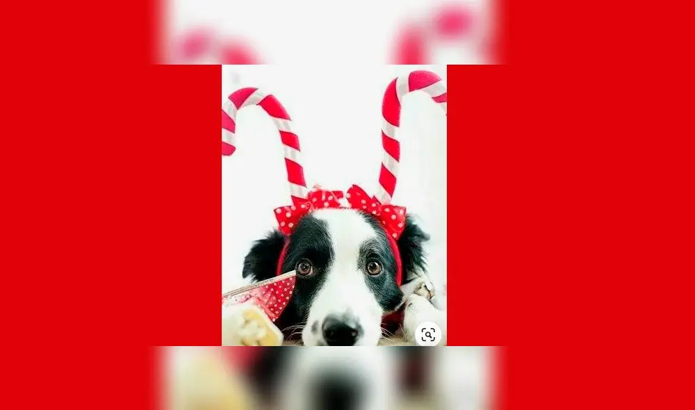 Navidad: 10 vestuarios para que tu mascota luzca impecable en la Noche Buena [FOTOS]