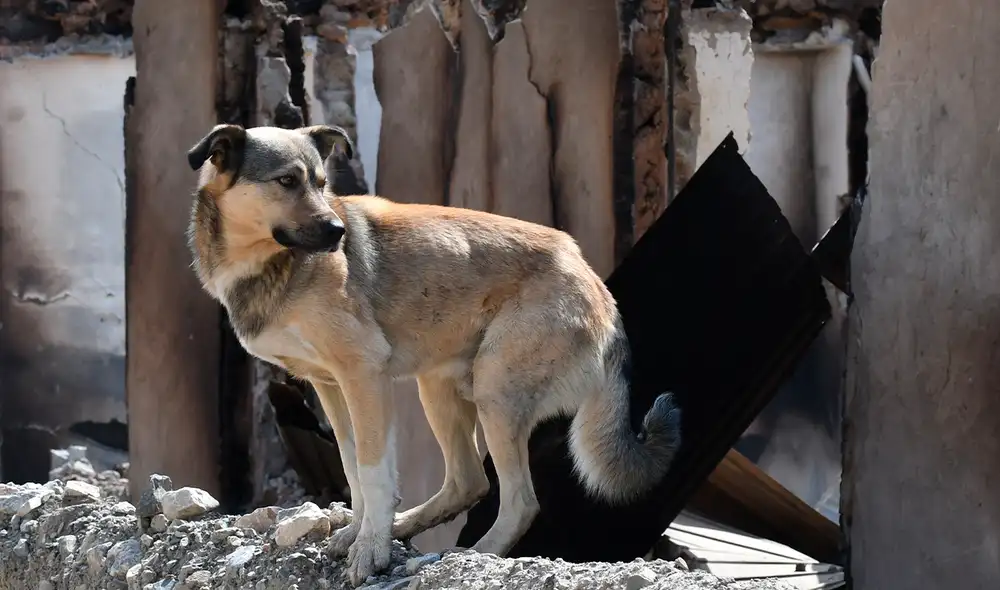 Foto: AFP. Foto: AFP.