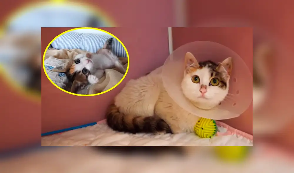 YouTube viral: gata discapacitada vuelve a ver a su bebé luego de meses y protagoniza emotivo reencuentro YouTube viral: gata discapacitada vuelve a ver a su bebé luego de meses y protagoniza emotivo reencuentro