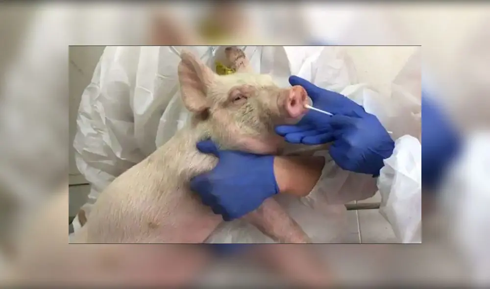 Como toda influenza, la nueva variación de la AH1N2 tiene potencial pandémico. Foto: AFP Como toda influenza, la nueva variación de la AH1N2 tiene potencial pandémico. Foto: AFP