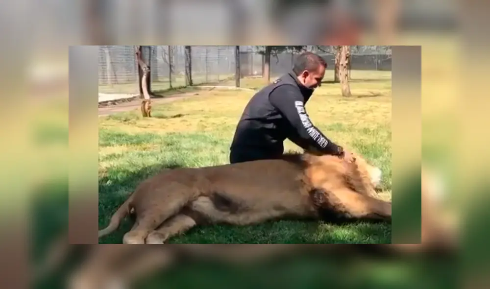 Un video viral de Facebook registró el momento en que un cuidador de leones ingresó al recinto de uno de los felinos. Un video viral de Facebook registró el momento en que un cuidador de leones ingresó al recinto de uno de los felinos.
