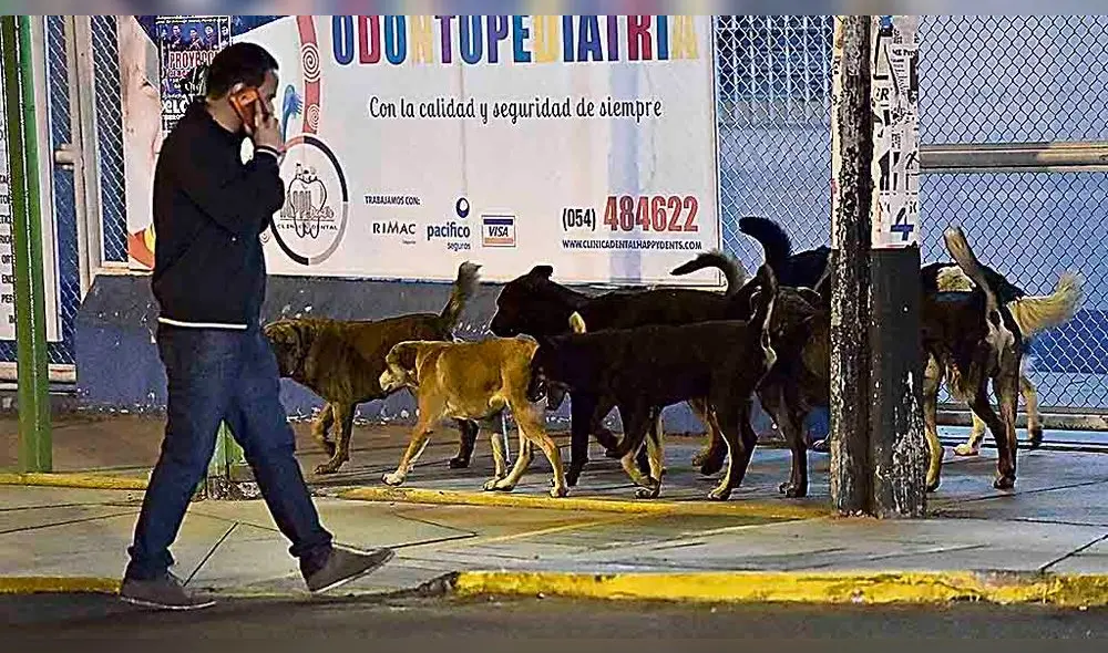 Perros con rabia mordieron a dos niños en Arequipa Perros con rabia mordieron a dos niños en Arequipa
