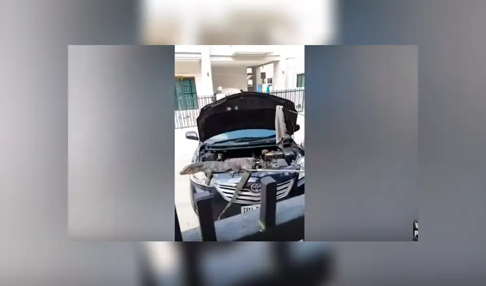 Desliza hacia la izquierda para ver al enorme reptil que se escondió en el motor de un carro. Video es viral en YouTube. Desliza hacia la izquierda para ver al enorme reptil que se escondió en el motor de un carro. Video es viral en YouTube.