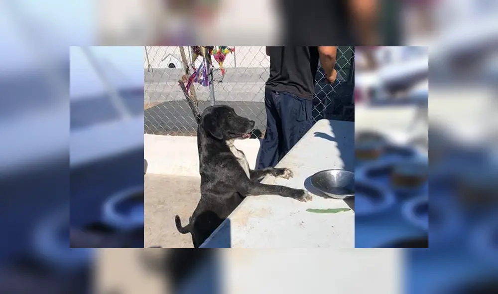 En Facebook, un grupo de voluntarios se organizaron para festejar Navidad junto a perros callejeros. En Facebook, un grupo de voluntarios se organizaron para festejar Navidad junto a perros callejeros.