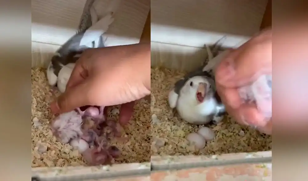 Desliza las imágenes para ver la furiosa reacción de esta ave al creer que sería alejada de sus crías. Foto: captura de TikTok/@birdtrainer1 Desliza las imágenes para ver la furiosa reacción de esta ave al creer que sería alejada de sus crías. Foto: captura de TikTok/@birdtrainer1