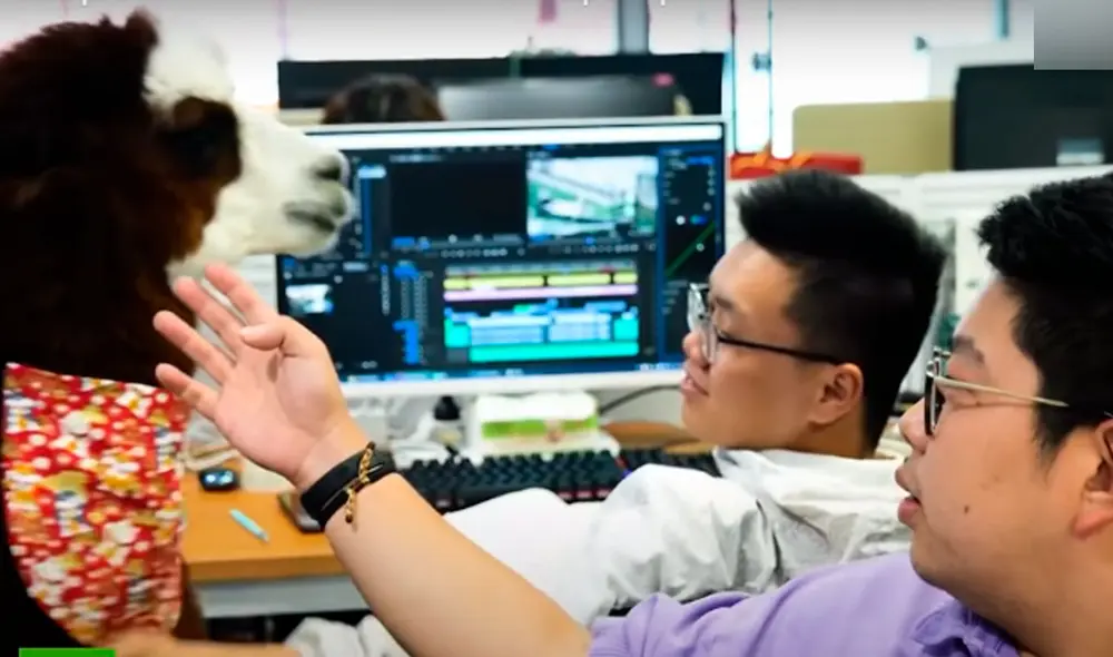 Tuo Baiwan, es el ejemplar fruto de la mezcla entre llama y alpaca. Foto: Captura / Ruptly