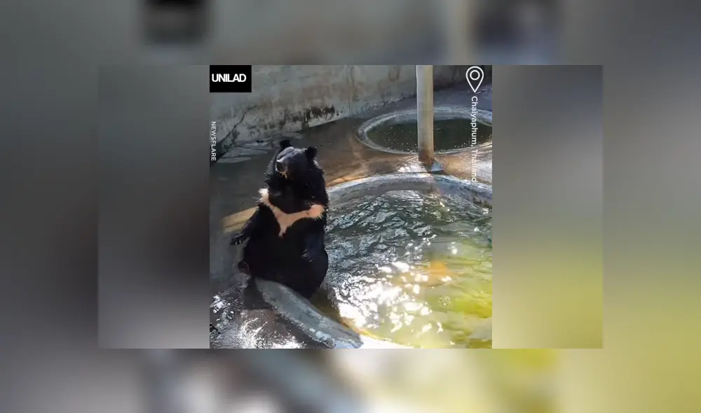 Facebook viral: enorme oso no soporta ola de calor y se tira un clavado extremo para refrescarse [VIDEO] 